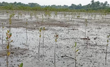 Julius Berger trees drive ecosystem recovery in Rivers, FCT